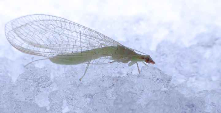 Family Chrysopidae (Green Lacewings)