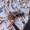 Nomada