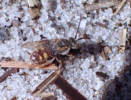 Genus Nomada (Nomad Bees)