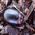 Kuschelina scripticollis
