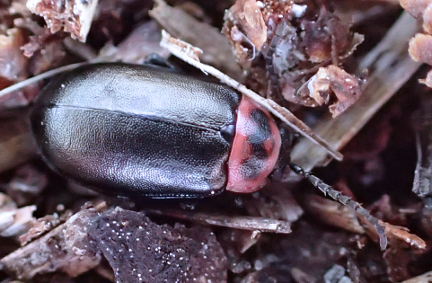 Kuschelina scripticollis