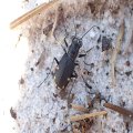 Cicindela scutellaris