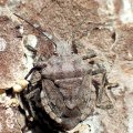 Brochymena