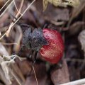 Tricrania sanguinipennis
