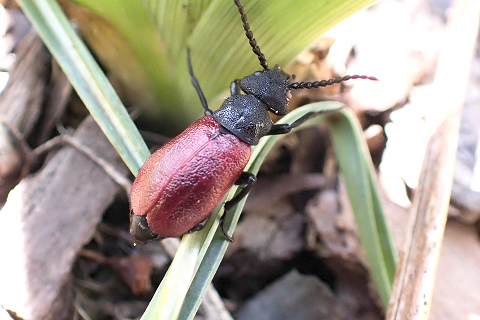 Tricrania sanguinipennis (Blood-winged Blister Beetle)