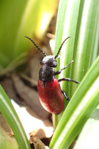 Tricrania sanguinipennis (Blood-winged Blister Beetle)