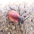 Tricrania sanguinipennis