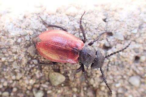 Tricrania sanguinipennis (Blood-winged Blister Beetle)