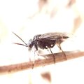 Dolerus nitens