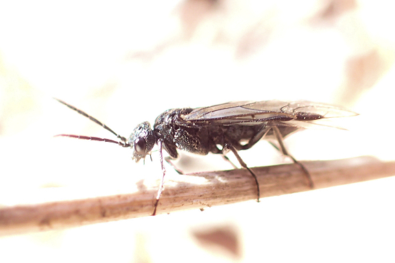 Dolerus nitens (Shining Griever)