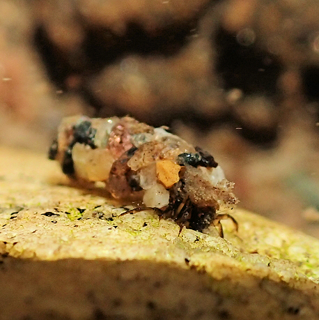 Order Trichoptera (Caddisflies)