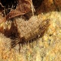 Ephemeroptera