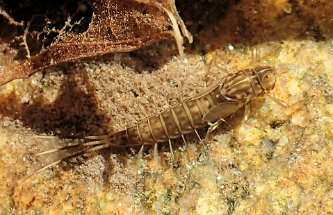 Order Ephemeroptera (Mayflies)
