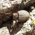 Photinus corruscus