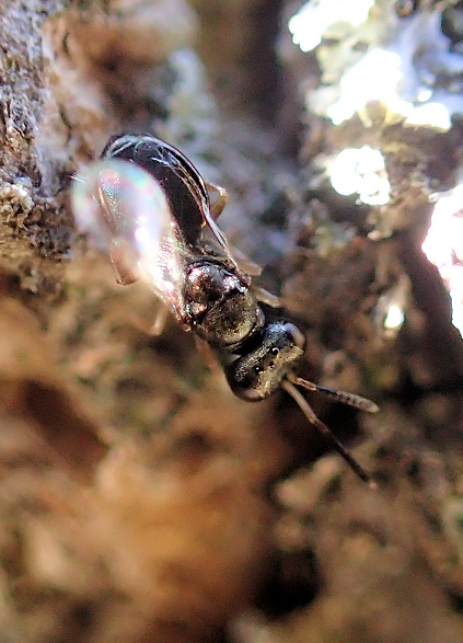 Suborder Apocrita (Narrow-waisted Hymenopterans)