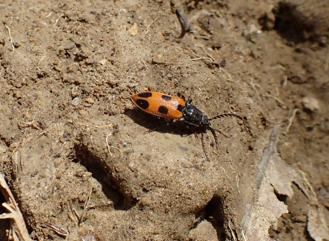 Anostirus vernalis (Vernal Click Beetle)
