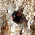 Chilocorus