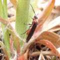 Dolerus