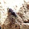 Glischrochilus quadrisignatus
