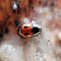 Glischrochilus sanguinolentus