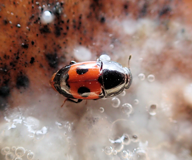 Glischrochilus sanguinolentus (Bloody Sap Beetle)