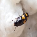 Glischrochilus fasciatus