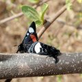 Psychomorpha epimenis
