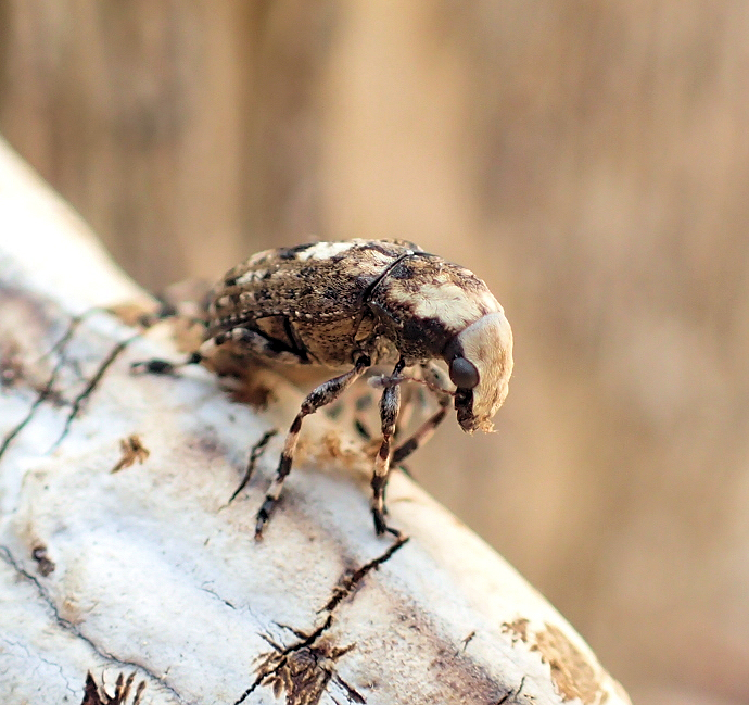 Family Anthribidae (Fungus Weevils)
