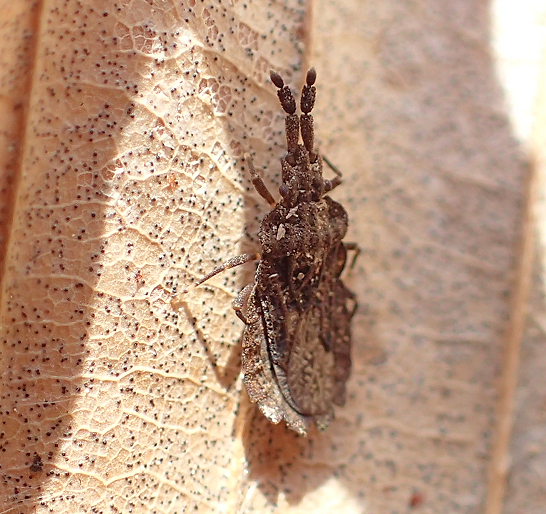 Genus Aradus