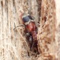 Cleridae
