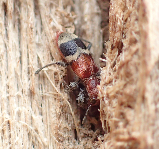 Family Cleridae (Checkered Beetles)
