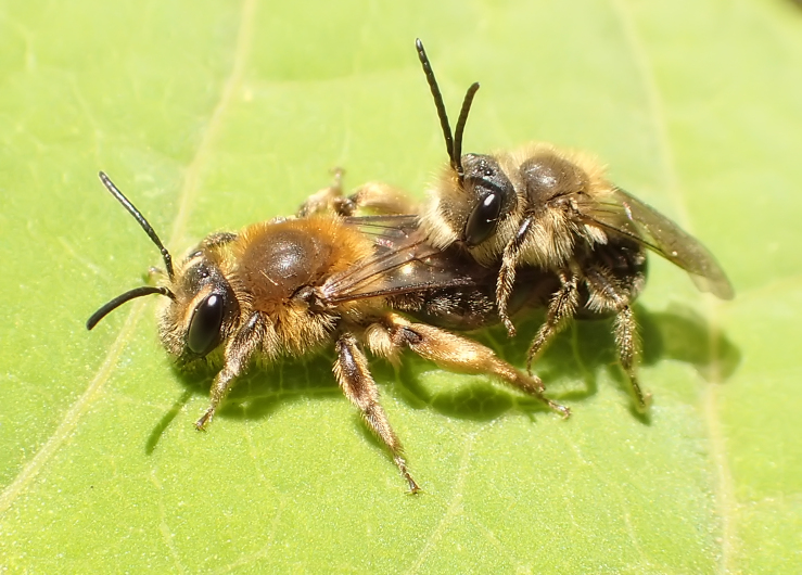 Epifamily Anthophila (Bees)