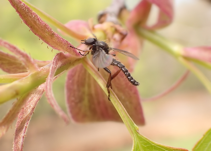 Genus Bibio