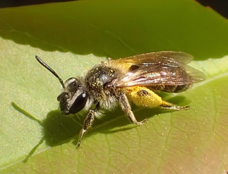 Epifamily Anthophila (Bees)