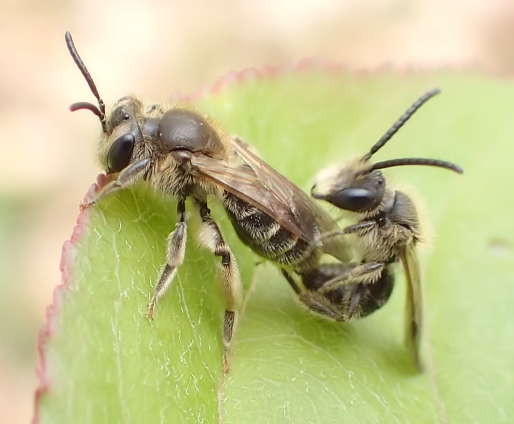 Epifamily Anthophila (Bees)