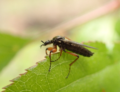 Genus Bibio