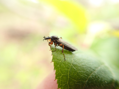 Genus Bibio