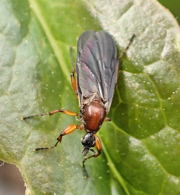 Genus Bibio