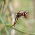 Nomada
