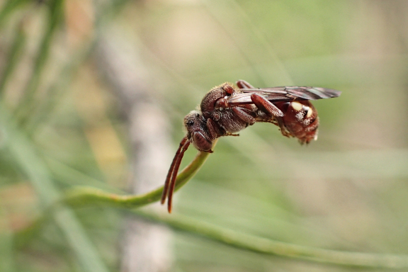 Genus Nomada (Nomad Bees)