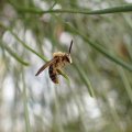 Anthophila