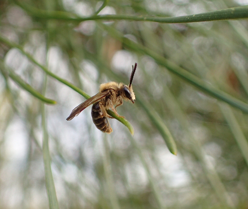 Epifamily Anthophila (Bees)