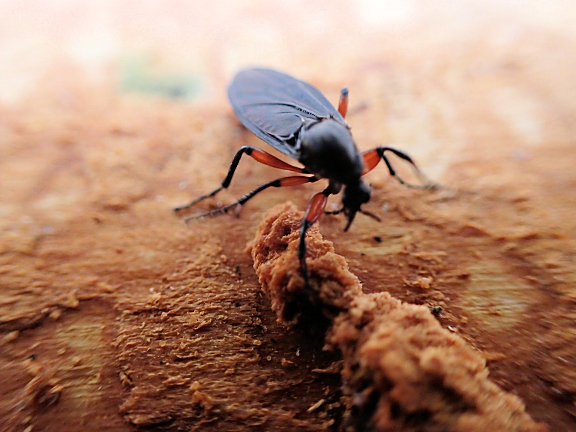 Genus Bibio