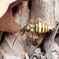 Nomada