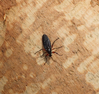 Genus Bibio