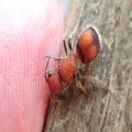 Mutillidae