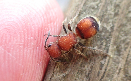Family Mutillidae (Velvet Ants)