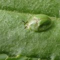 Cassida rubiginosa