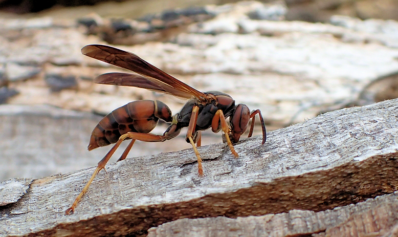 Genus Polistes (Umbrella Paper Wasps)