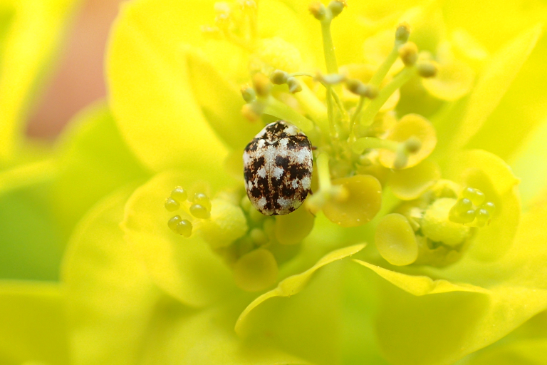 Genus Anthrenus (Carpet Beetles)